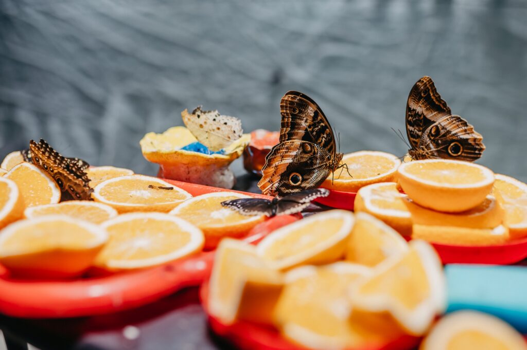 577591586 1252149820291123 6515532447852463470 n