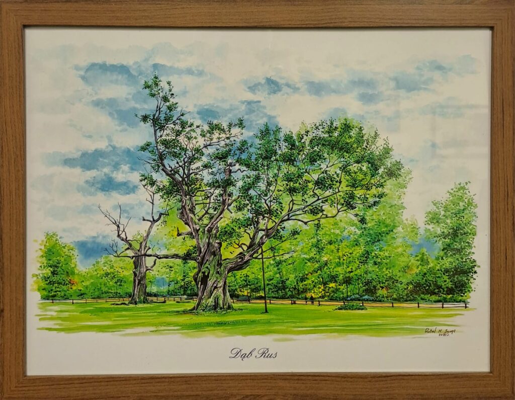 Bieszczady. Genetyczny bliźniak 800-letniego dębu "Rus" rośnie już w Lutowiskach 2 583397384 1155224520122269 3828902851710279402 n