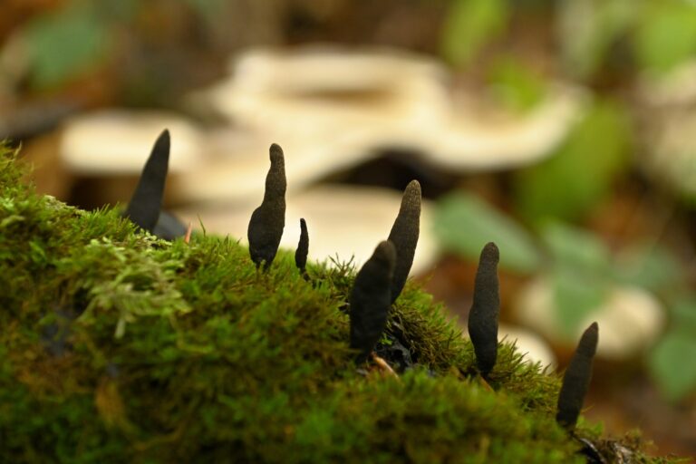 583917137 1270772068421683 6115147188894551500 n