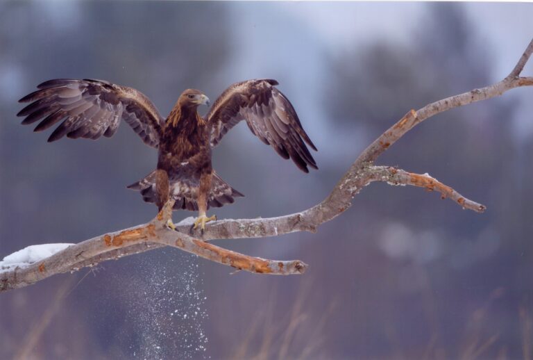 587008907 1274872248002987 2652010715212822275 n