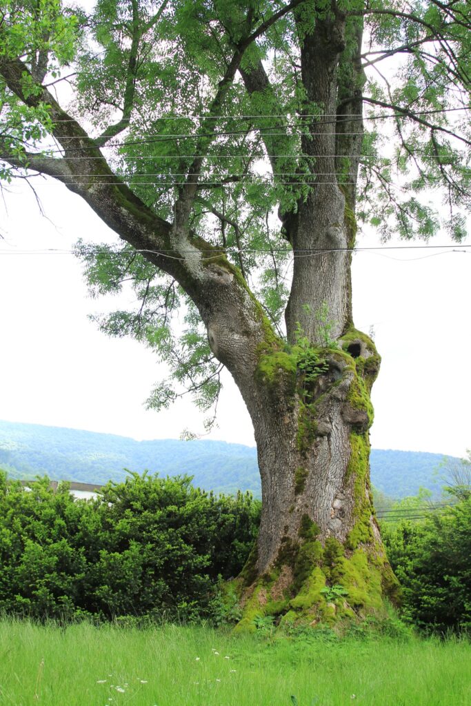 577059638 1281642710659274 2301899162963139035 n