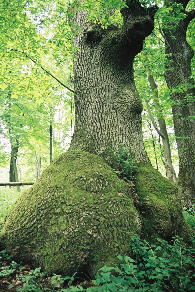 594135015 1281642833992595 5653765221807697729 n