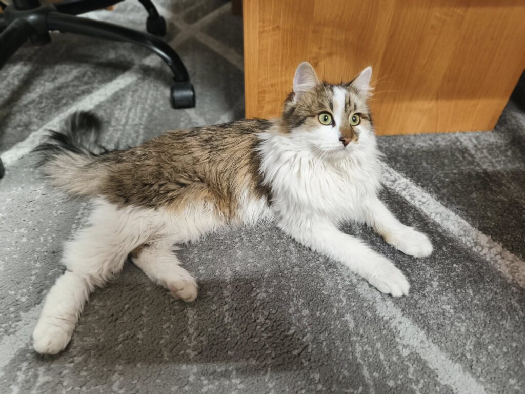 600298083 1249446483898185 785895813366136470 n