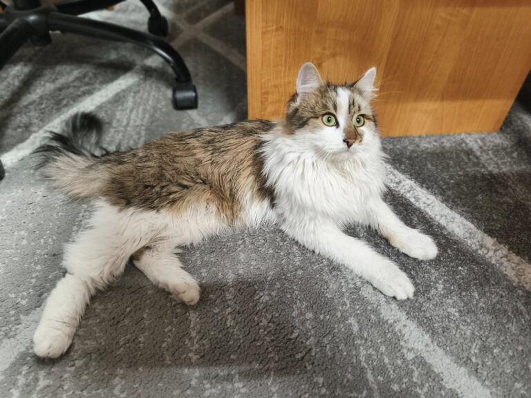 600298083 1249446483898185 785895813366136470 n