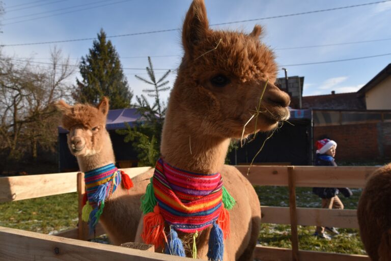 611162445 1175392164772952 2482776463645057835 n