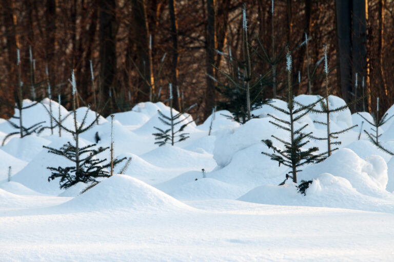 611600153 1331617999005078 1909524190958264305 n