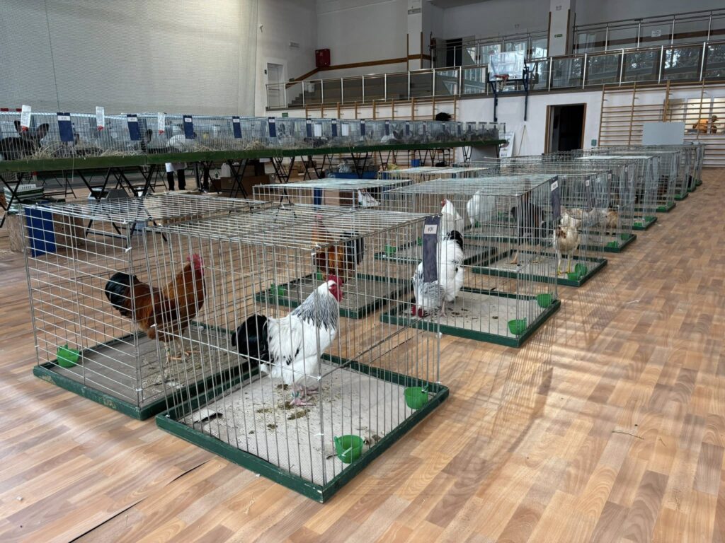 618080084 1452760926860986 6203532184813597165 n