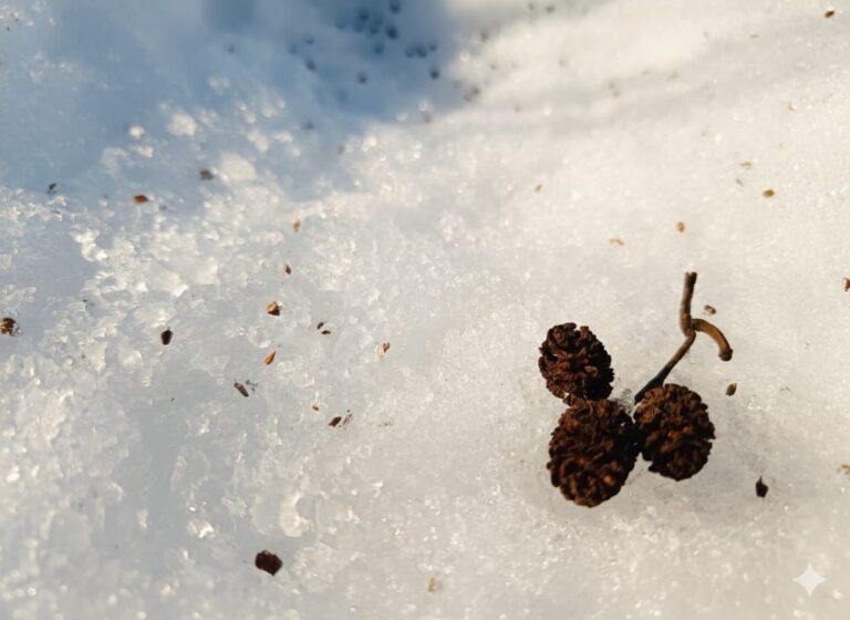 625894032 1345554850951176 2530676740868858688 n