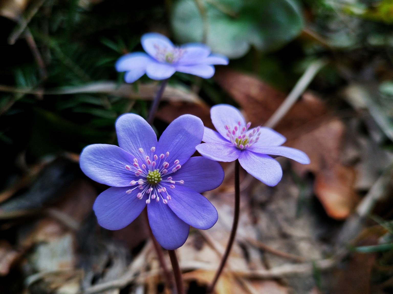 Lokalna Gazeta Internetowa