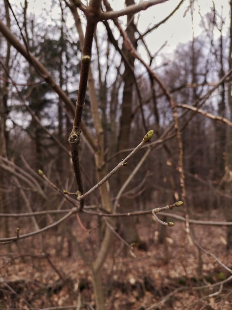 Wiosna puka do lasów powiatu przeworskiego. Leśnicy z Kańczugi ogłaszają start sezonu