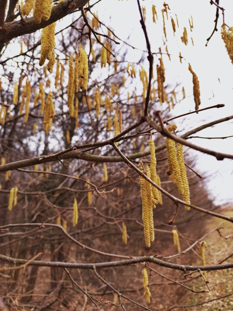 Wiosna puka do lasów powiatu przeworskiego. Leśnicy z Kańczugi ogłaszają start sezonu