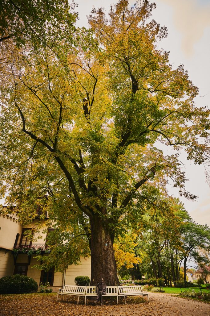 Przeworska "Lipa Sobieskiego" w finale konkursu Drzewo Roku 2026 2 Przeworska "Lipa Sobieskiego" w finale konkursu Drzewo Roku 2026