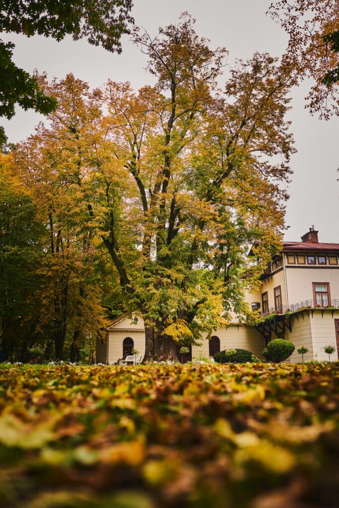 Przeworska "Lipa Sobieskiego" w finale konkursu Drzewo Roku 2026 1 Przeworska "Lipa Sobieskiego" w finale konkursu Drzewo Roku 2026