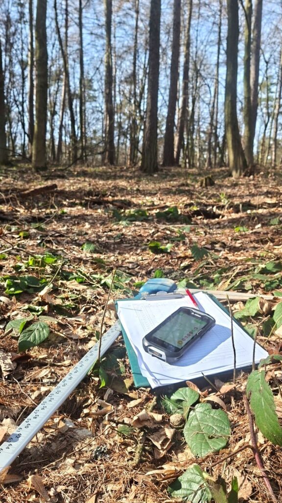 Wiosenne Porządki W Lasach Nadleśnictwa Kańczuga. Na Czym Polegają Szacunki Brakarskie?