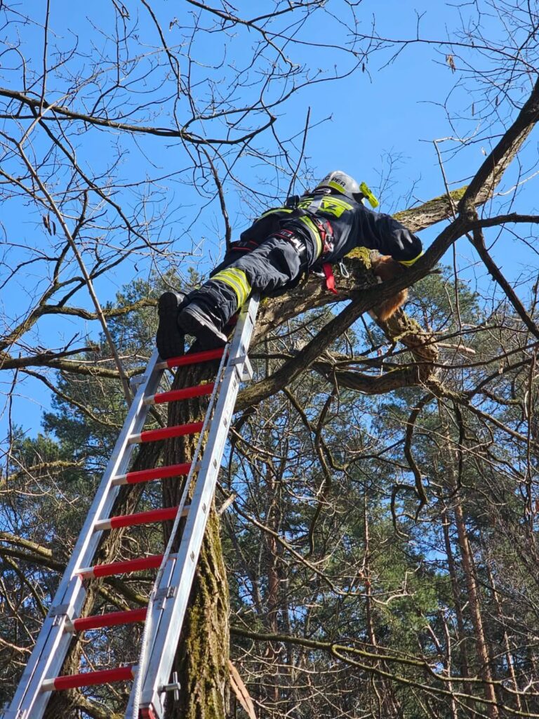 Strażacy Z Sieniawy Ruszyli Na Pomoc Kotu. Zwierzę Utknęło Na Drzewie