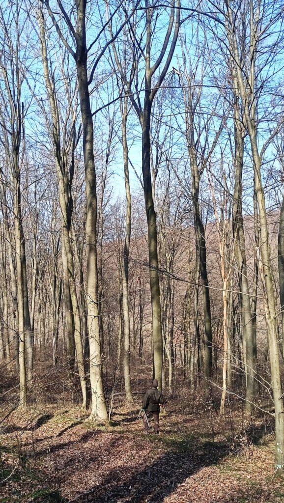 Wiosenne Porządki W Lasach Nadleśnictwa Kańczuga. Na Czym Polegają Szacunki Brakarskie?