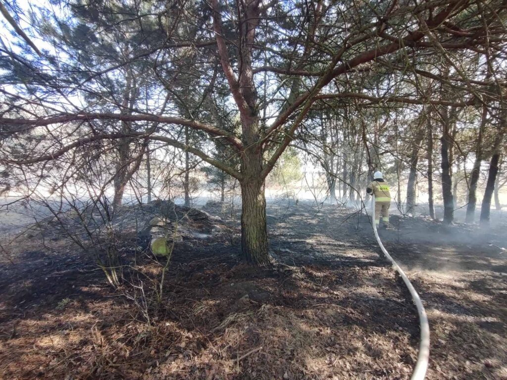Strażak podczas gaszenia pożaru traw w lesie w miejscowości Majdan Sieniawski