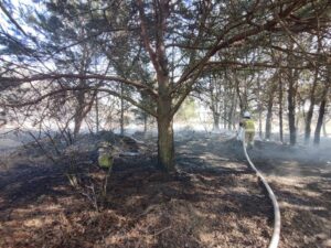 Strażak podczas gaszenia pożaru traw w lesie w miejscowości Majdan Sieniawski