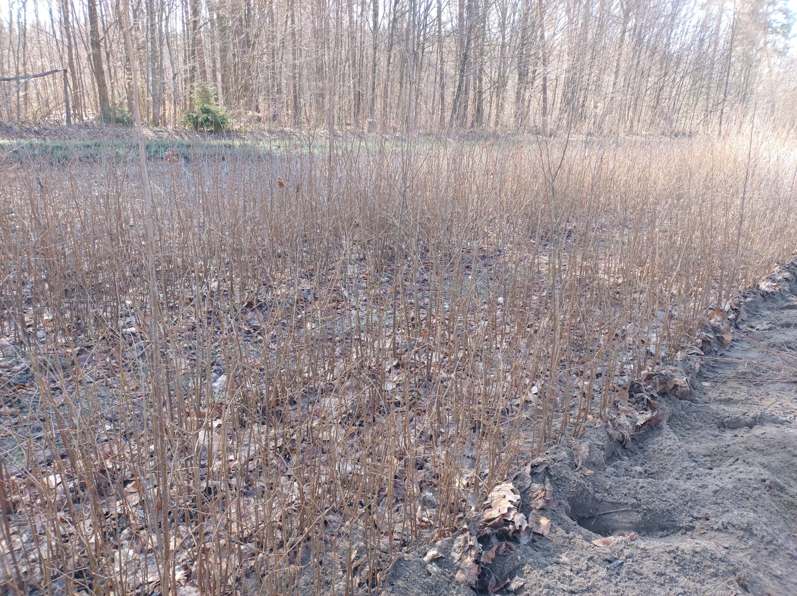 Sadzonki Modrzewia Europejskiego I Wiązu Szypułkowego Dostępne W Sprzedaży W Nadleśnictwie Sieniawa.