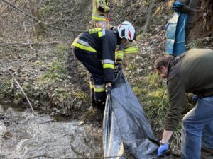 Strażacy OSP Kańczuga podczas interwencji w Siedleczce przy transporcie padłego dzika