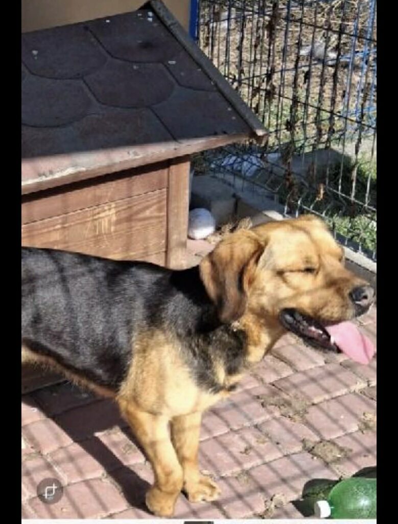 Znaleziono Psa W Przeworsku. Trwa Poszukiwanie Właściciela 1 Znaleziono Psa W Przeworsku. Trwa Poszukiwanie Właściciela