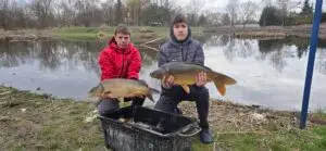 Zarybienie zbiornika Zakole w Przeworsku wpuszczanie karpia do wody