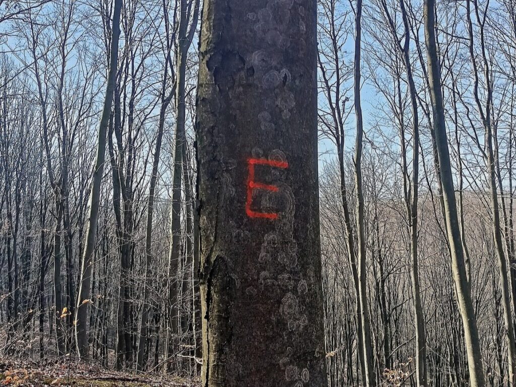 Drzewo oznaczone literą E w lesie jako drzewo ekologiczne chronione przed wycinką