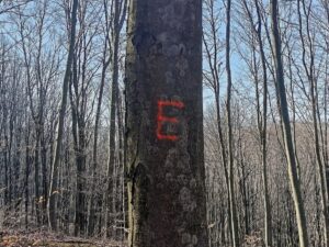 Drzewo oznaczone literą E w lesie jako drzewo ekologiczne chronione przed wycinką