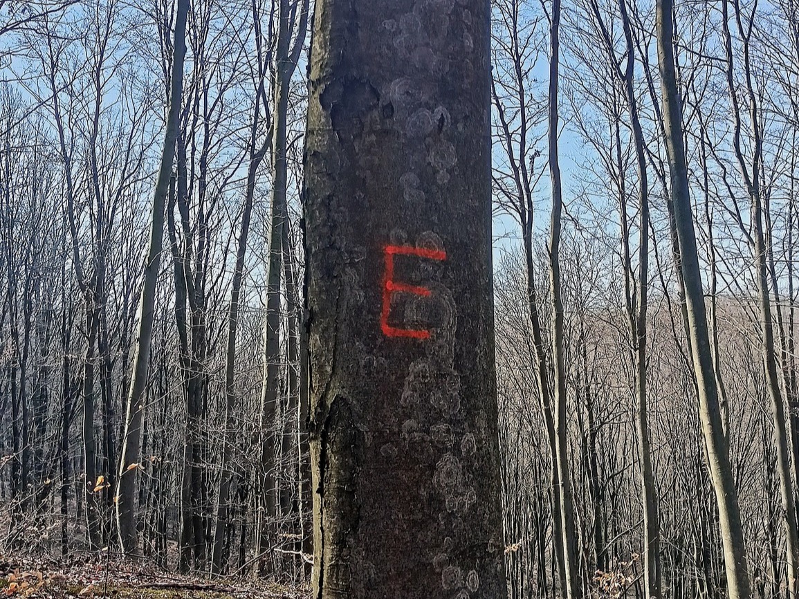 Drzewo Oznaczone Literą E W Lesie Jako Drzewo Ekologiczne Chronione Przed Wycinką