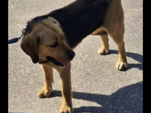 Znaleziony pies w Przeworsku przy ul. Świętego Jana – trwa poszukiwanie właściciela.