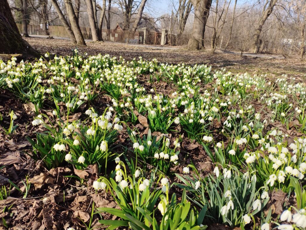 Wiosna W Przeworskim Parku. Pod Pałacem Lubomirskich Zakwitły Kobierce Zawilców I Stokrotki 1 Wiosenne Kwiaty W Przeworskim Parku