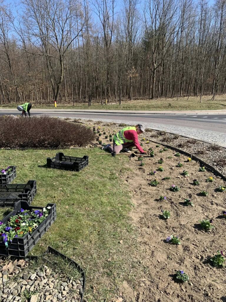 Wiosenne Porządki W Gminie Tryńcza. Uczestniczki Cis Posadziły Pierwsze Bratki