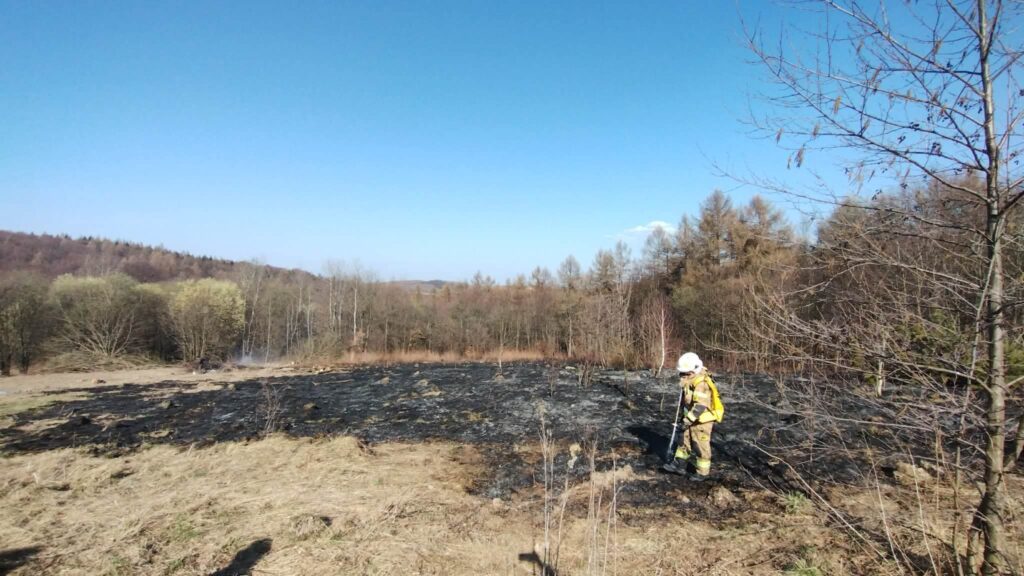 Pożar Traw W Woli Rzeplińskiej. Ogień Blisko Lasu