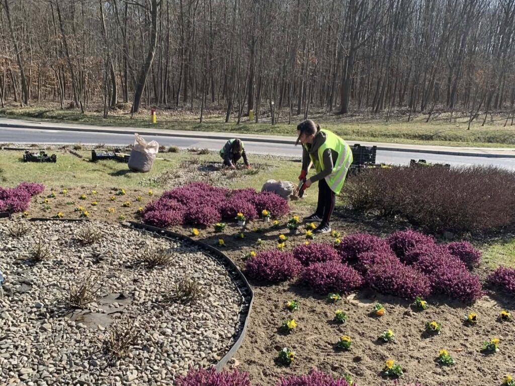 Uczestnicy CIS w Tryńczy sadzą bratki i wykonują prace porządkowe na terenie gminy