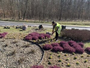 Uczestnicy CIS w Tryńczy sadzą bratki i wykonują prace porządkowe na terenie gminy