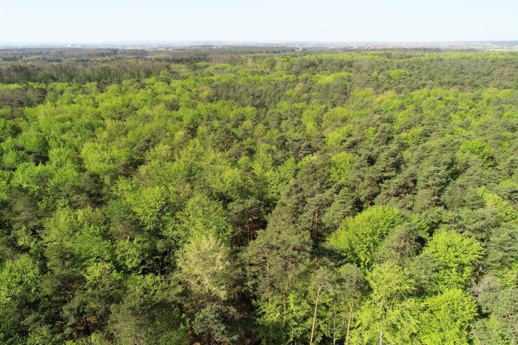 Leśny krajobraz w Nadleśnictwie Sieniawa – drzewa i przyroda wiosną