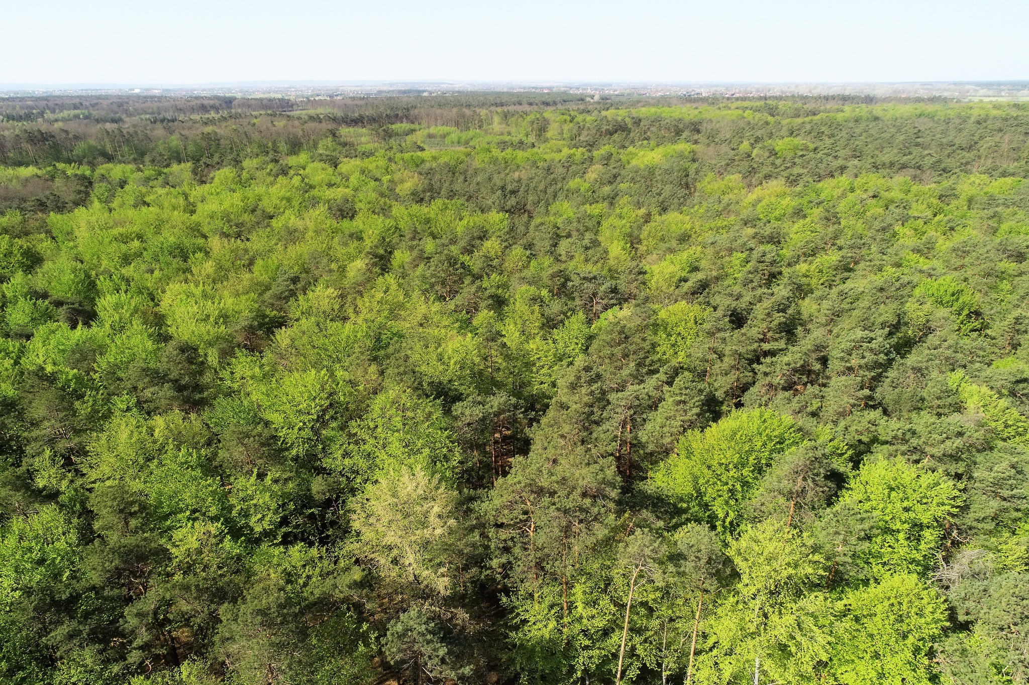Lokalna Gazeta Internetowa 38 Leśny Krajobraz W Nadleśnictwie Sieniawa – Drzewa I Przyroda Wiosną