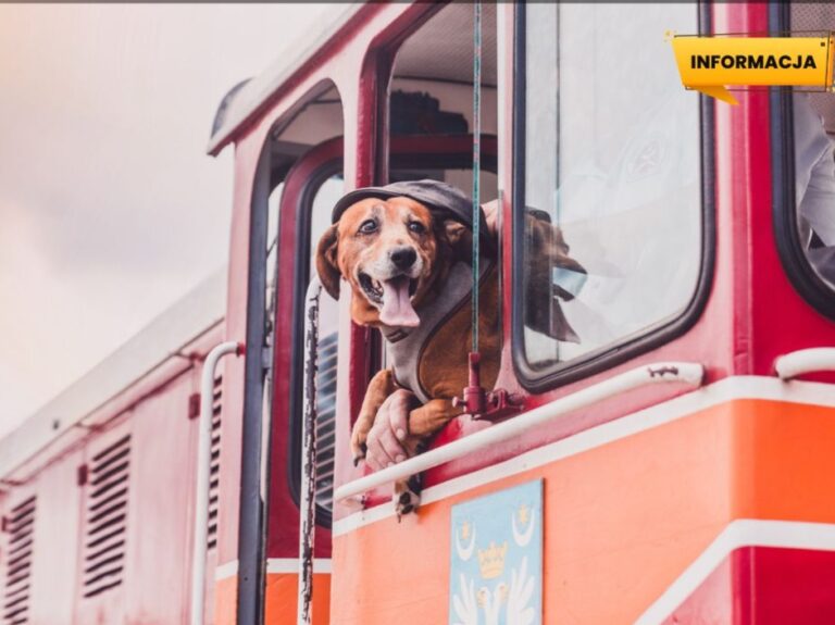 Pociąg Pogórzanin Przeworskiej Kolei Wąskotorowej z informacją o możliwości podróży z psem na pokładzie