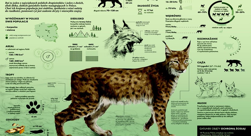 Lokalna Gazeta Internetowa 10 Ryś W Nadleśnictwie Sieniawa