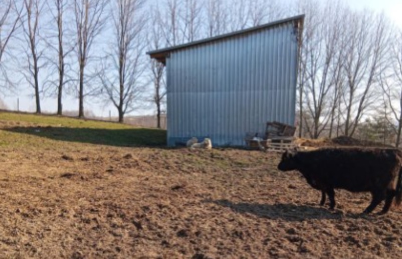 Dwa psy na terenie zagrody w Manasterzu po ataku na daniele