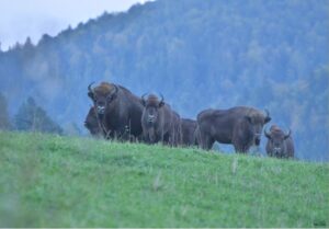 Żubry na Podkarpaciu