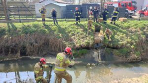 Zanieczyszczenie Markówki