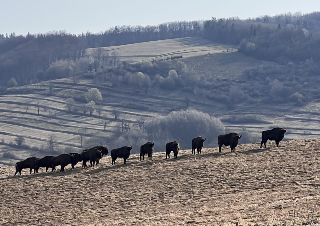 Królowie Bieszczadzkich Lasów Rosną W Siłę. Rekordowa Liczba Żubrów W Najnowszym Liczeniu
