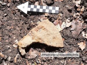 Topór bojowy znaleziony w lesie