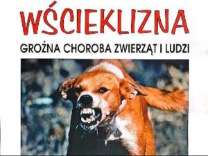 Szczepienia na wściekliznę w gminie Sieniawa
