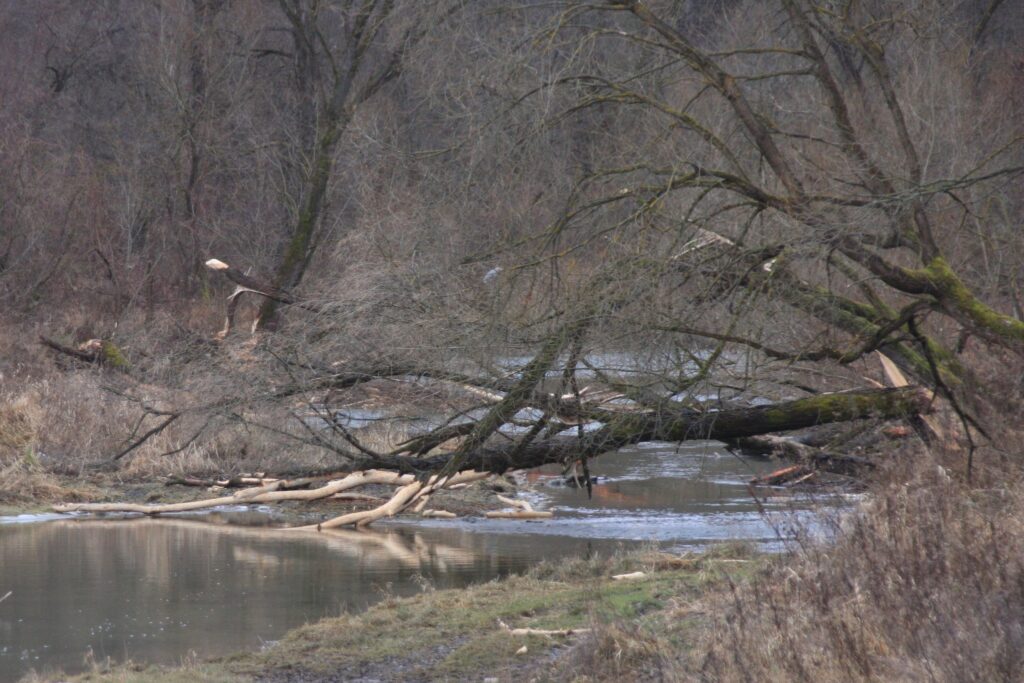 Skarb Natury Czy Trudny Sąsiad? Historia Powrotu Bobrów Na Podkarpacie