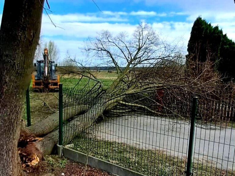 Powalone drzewo usuwane przez strażaków OSP Sieniawa