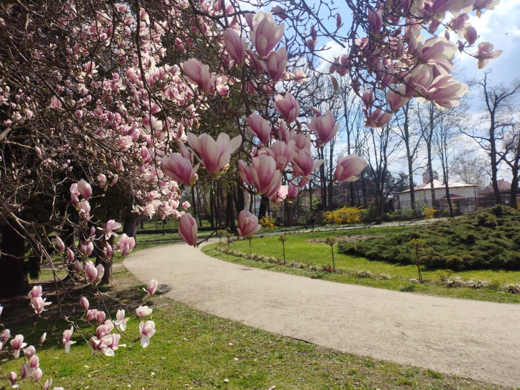 Wiosna W Pełni W Przeworskim Parku. Magnolie I Forsycje Zachwycają Spacerowiczów