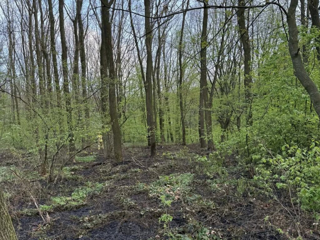 Pożar ściółki w lesie w Żurawiczkach