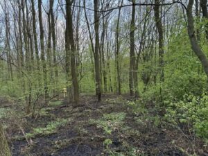 Pożar ściółki w lesie w Żurawiczkach